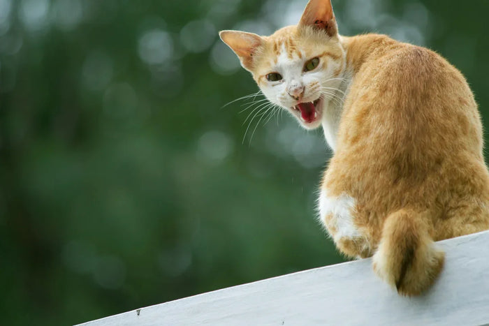 CBD für Katzen, die unter Stress leiden