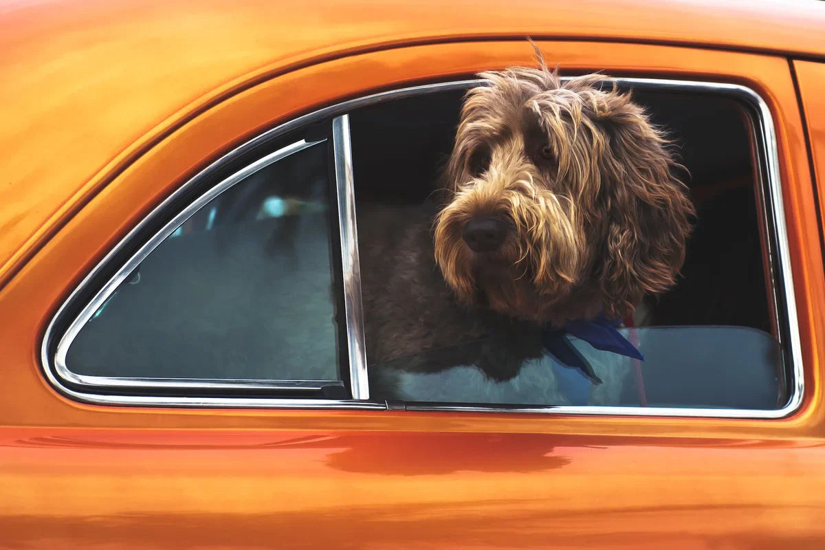 CBD Öl für Hunde und die Vorteile beim Autofahren