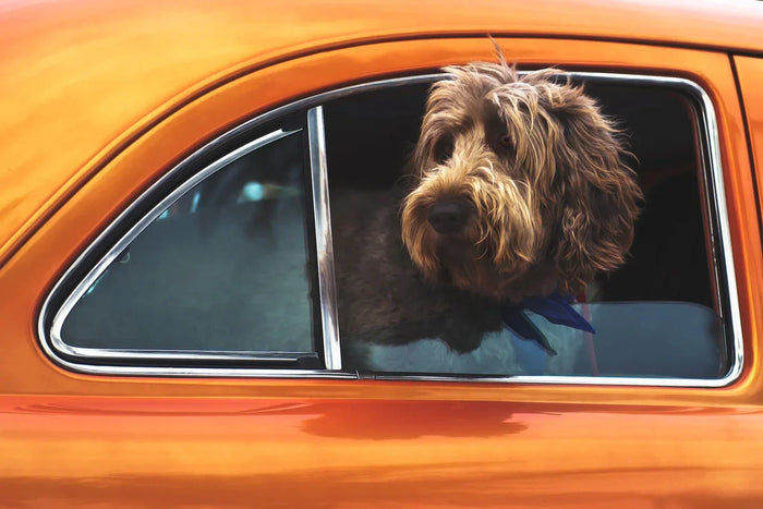 CBD Öl für Hunde und die Vorteile beim Autofahren