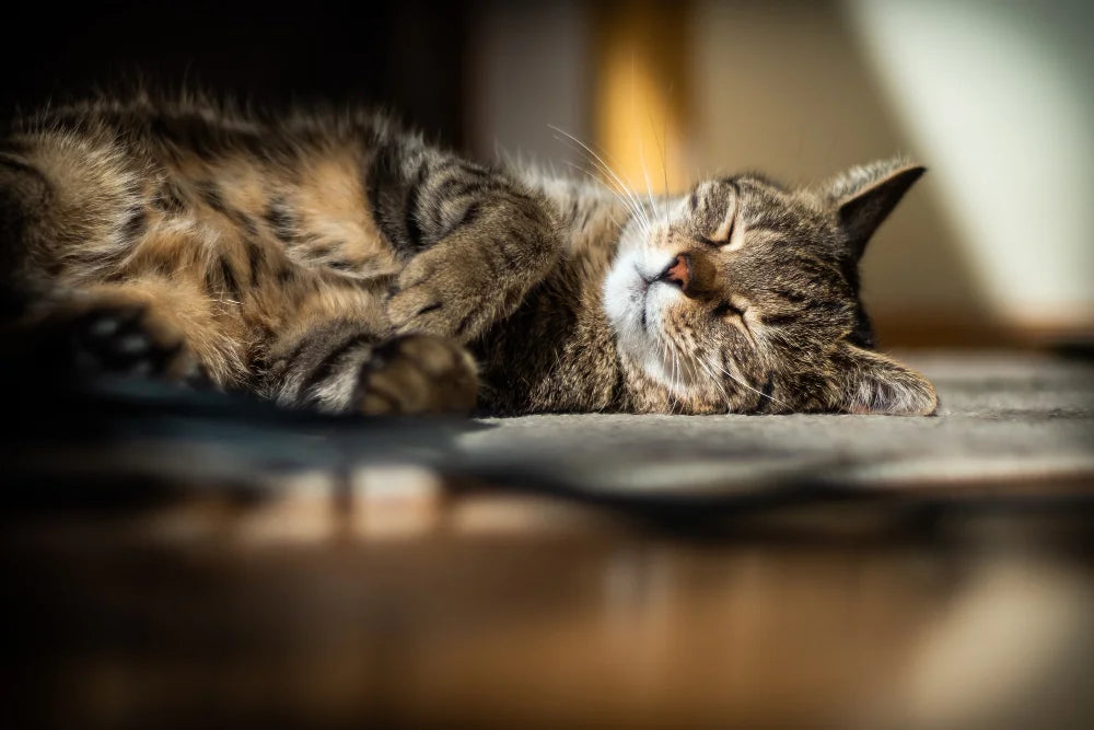 Warum CBD Öl deine ängstliche Katze entspannt