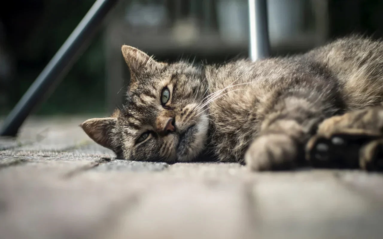 CBD Öl für die Katze mit Arthrose – natürliche Hilfe für schmerzende Gelenke