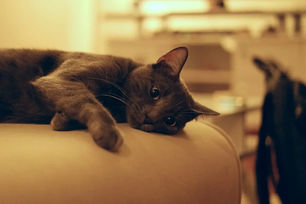 CBD Öl für die Katze mit Niereninsuffizienz – so kann es helfen