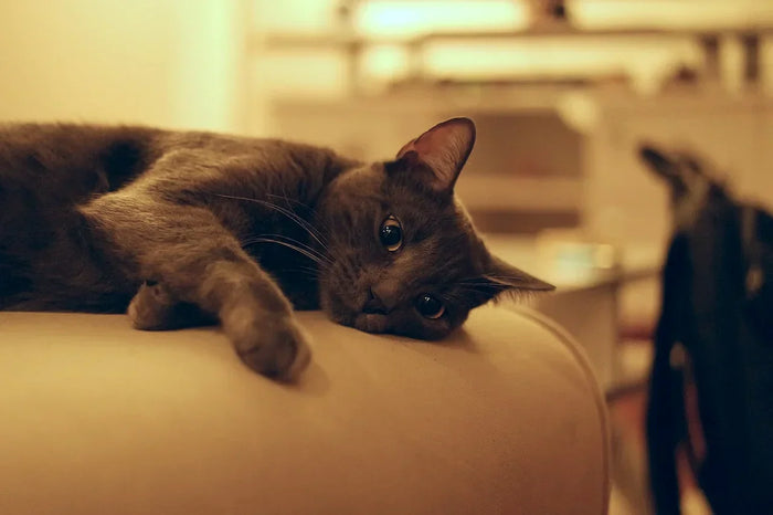 CBD Öl für die Katze mit Niereninsuffizienz – so kann es helfen!