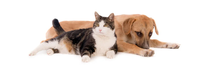 CBD Öl ohne Terpene – die beste Wahl für Tiere!