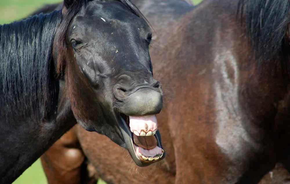 Warum CBD koppenden Pferden helfen kann