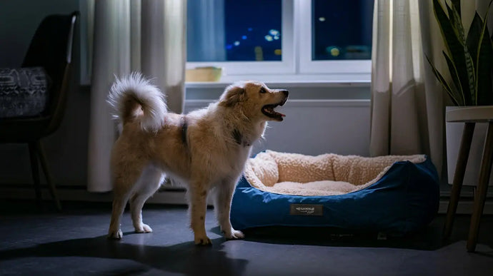 Wie man nächtliche Unruhe bei Hunden mit Demenz lindert