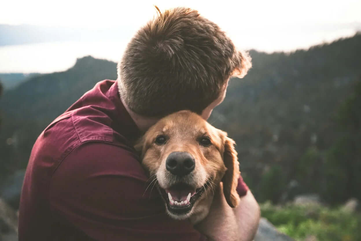 CBD für den Hund – der umfassende Ratgeber