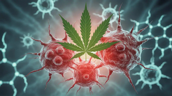 CBD gegen Krebs: Wirkung, Studien und Grenzen