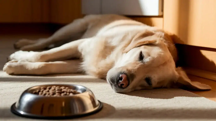 Reizdarm beim Hund – die besten Tipps und Therapien