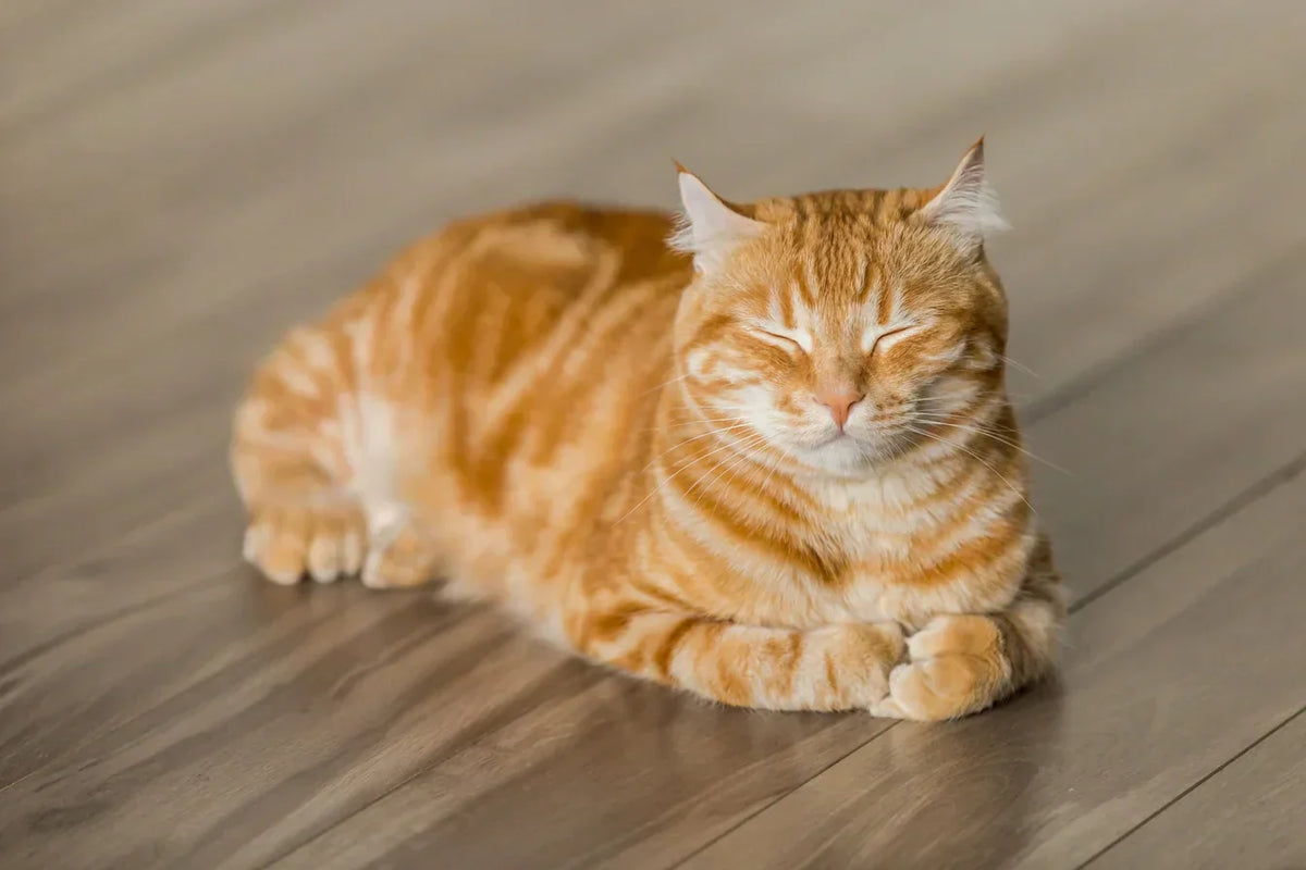 CBD Öl für die Katze: Erfahrungen von Katzenbesitzern