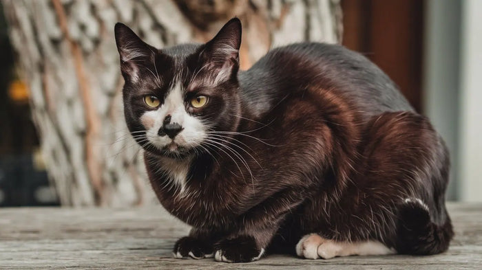 Feline Kinnakne behandeln mit CBD