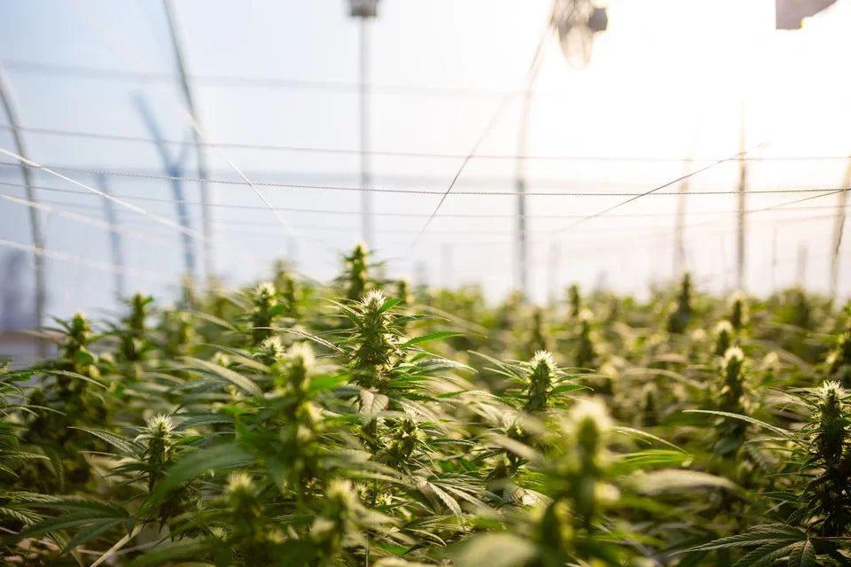 Cannabinoide – was sie sind und wie sie wirken