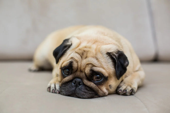 CBD Öl für den Hund zu Silvester