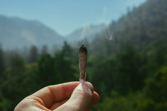 Macht CBD high? Wirkung und was du wirklich spürst