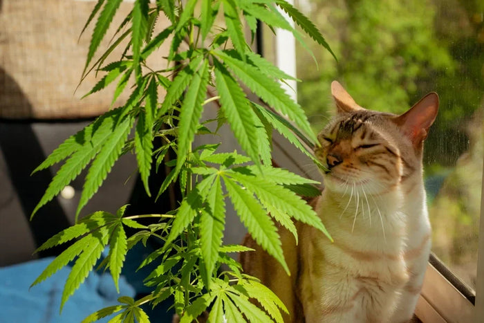 Können Katzen CBD abbauen?