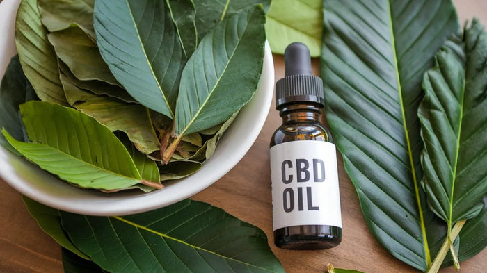Kratom Entzug und CBD – Kann das Cannabinoid helfen?