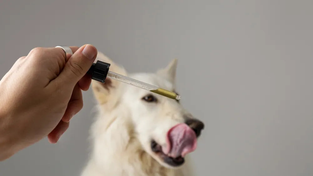 MCT Öl Hund: Wirkung, Dosierung und Anwendung