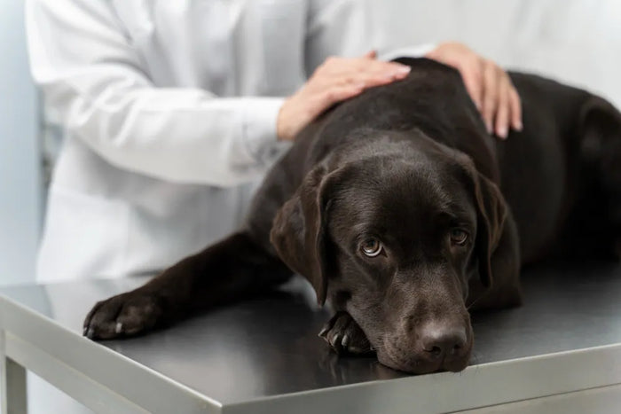 Morbus Cushing - CBD für dein Hundewohlbefinden