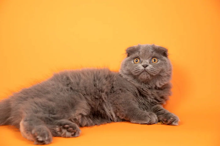CBD bei OCD - Natürliche Hilfe für Scottish Fold Katzen