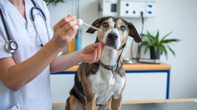 Die besten Alternativen zu Sedarom direkt für Hunde