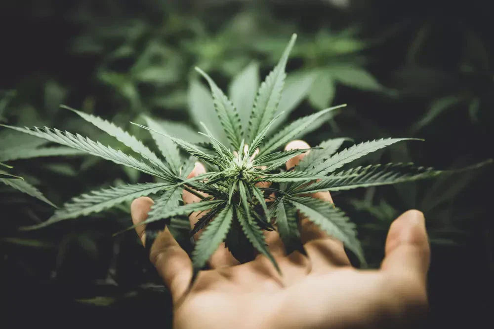 Entourage-Effekt: So wirken Terpene & Cannabinoide