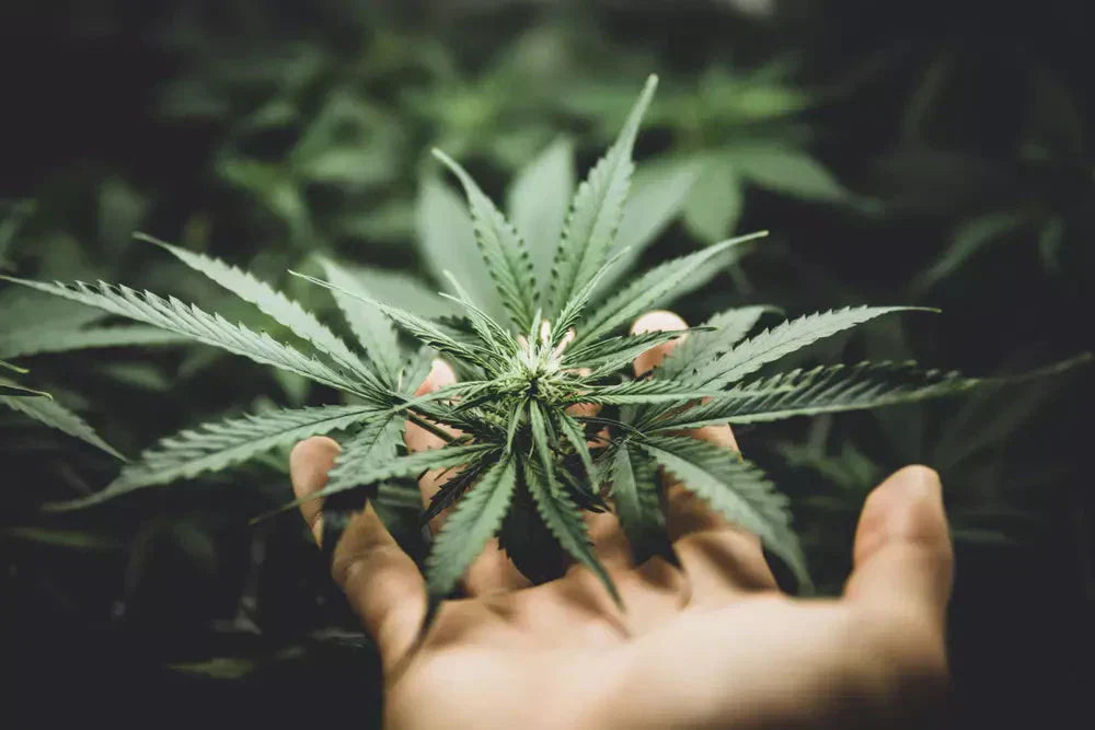 Entourage-Effekt: So wirken Terpene & Cannabinoide