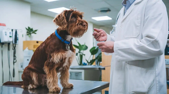 Zylkene für den Hund – Erfahrungen und Alternativen