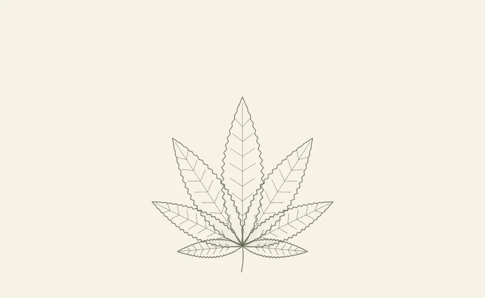 Hanfblatt als Symbol für das CANNABY CBD Wissen