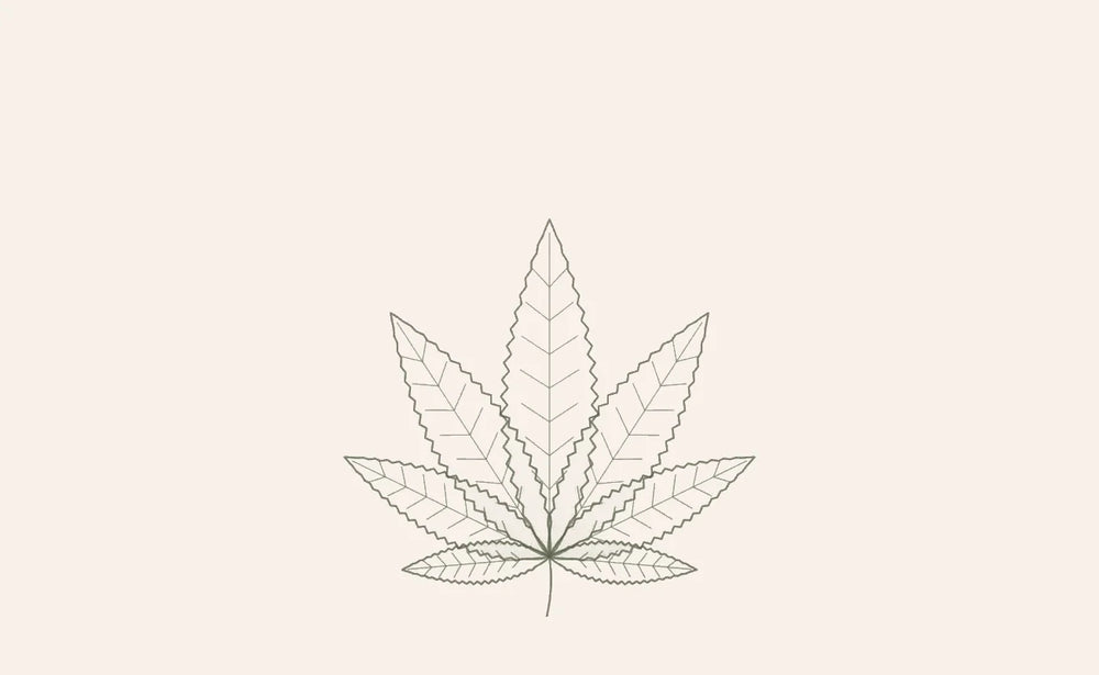 Hanfblatt als Symbol für das CANNABY CBD Wissen