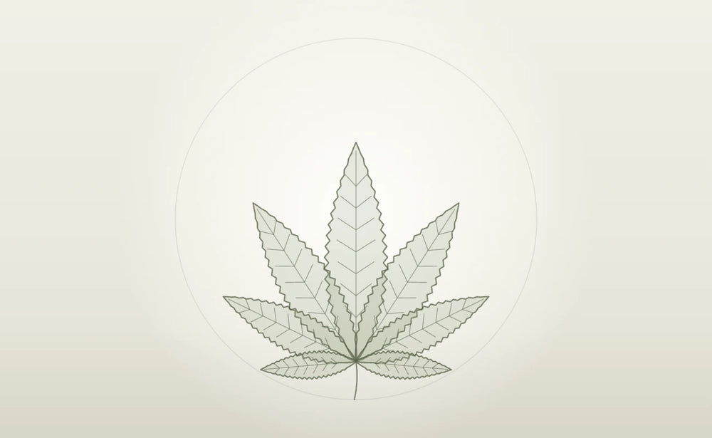 Hanfblatt als Symbol für das CANNABY CBD Wissen