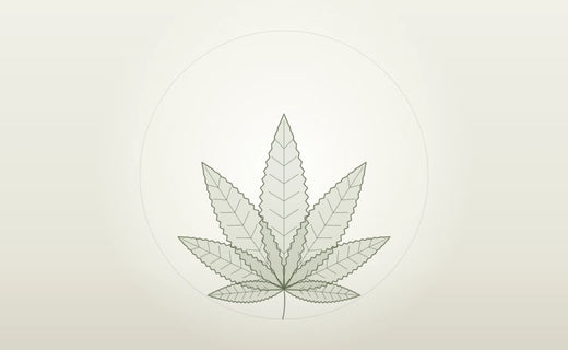 Hanfblatt als Symbol für das CANNABY CBD Wissen