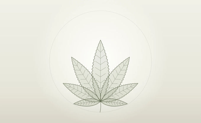 Hanfblatt als Symbol für das CANNABY CBD Wissen